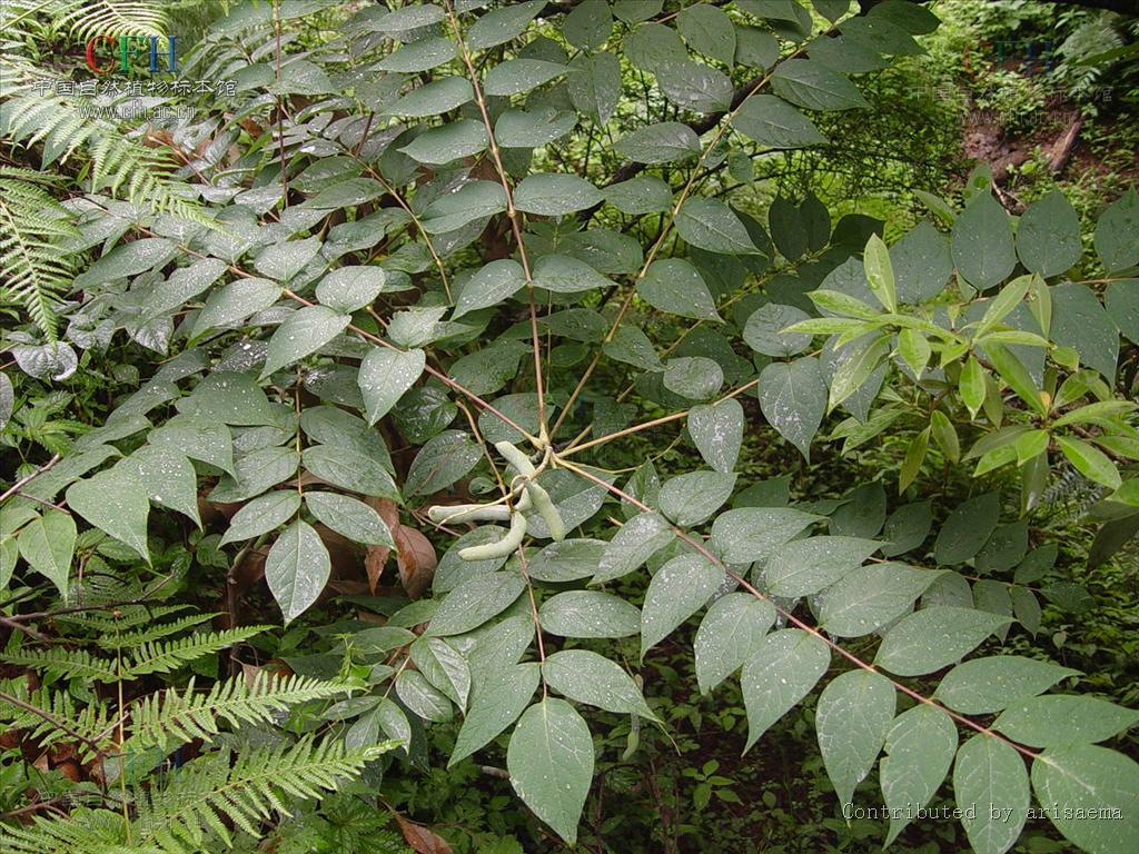  p>猫儿屎属(学名:decaisnea hook. f. et thoms. ,decaisnea hook.