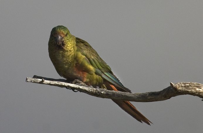  p>南方锥尾鹦鹉(学名: i>enicognathus ferrugineus /i>):是鸟纲