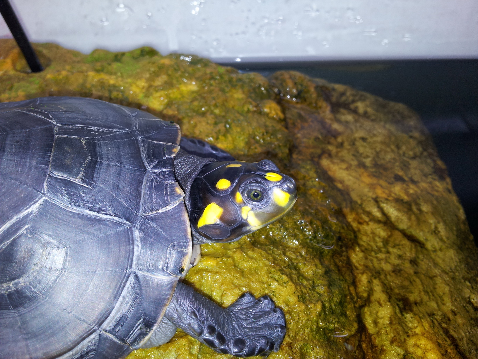  p>黄头侧颈龟(学名: i>podocnemis unifilis /i>)是侧颈龟科,南美侧