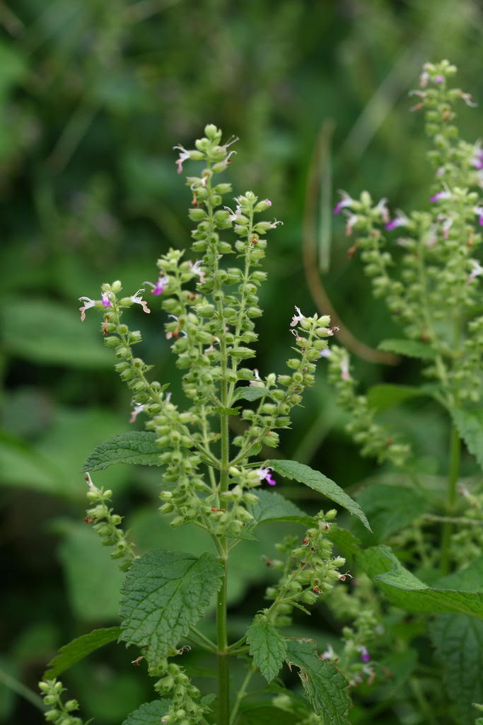 caesalpinia cucullata roxb.