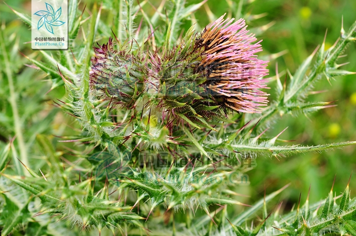  p>刺苞蓟(学名:cirsium henryi (franch.