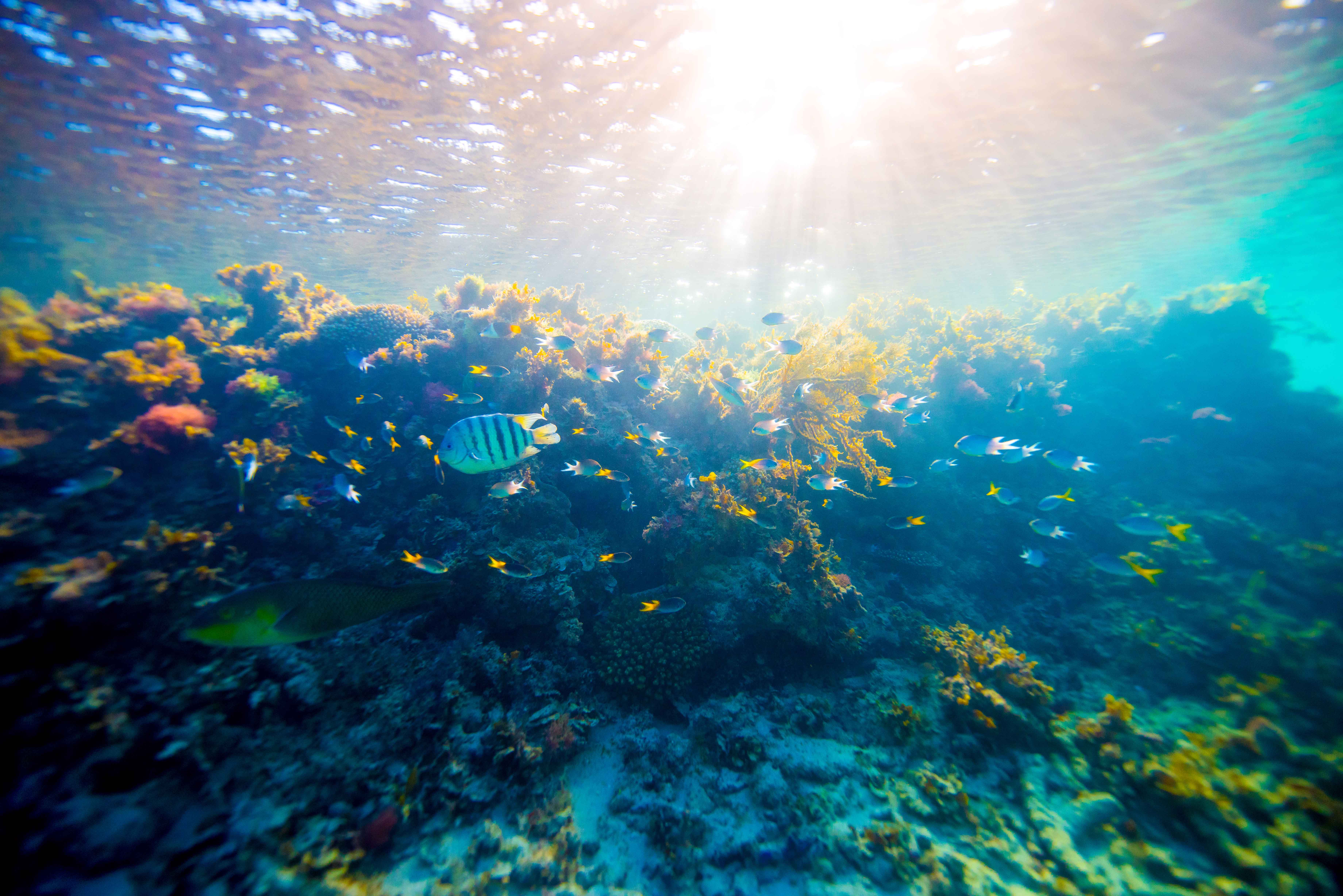  p>汉密尔顿岛位于南北 a href="#" data-lemmaid="68026">大堡礁 /a>