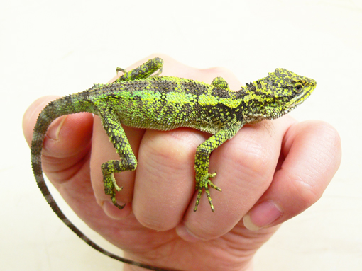  p>丽纹攀蜥,近期分类厘定后应改称为丽纹龙蜥,主要分布于我国长江