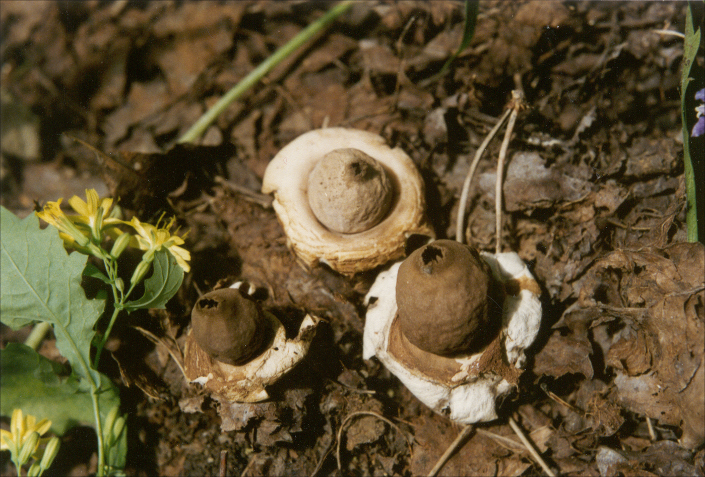  p>外包被基部深袋形,上半部分裂为6～8个尖瓣,外表光滑,蛋壳色,内侧