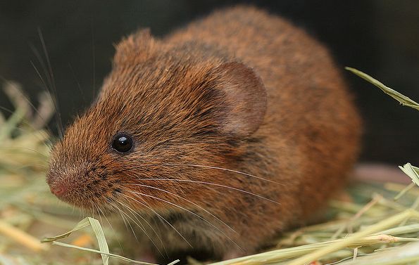台湾田鼠