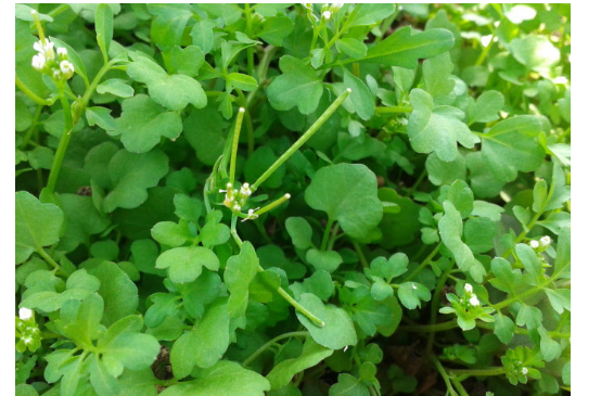 p>豆瓣菜(学名: i>nasturtium officinale /i> r. br.