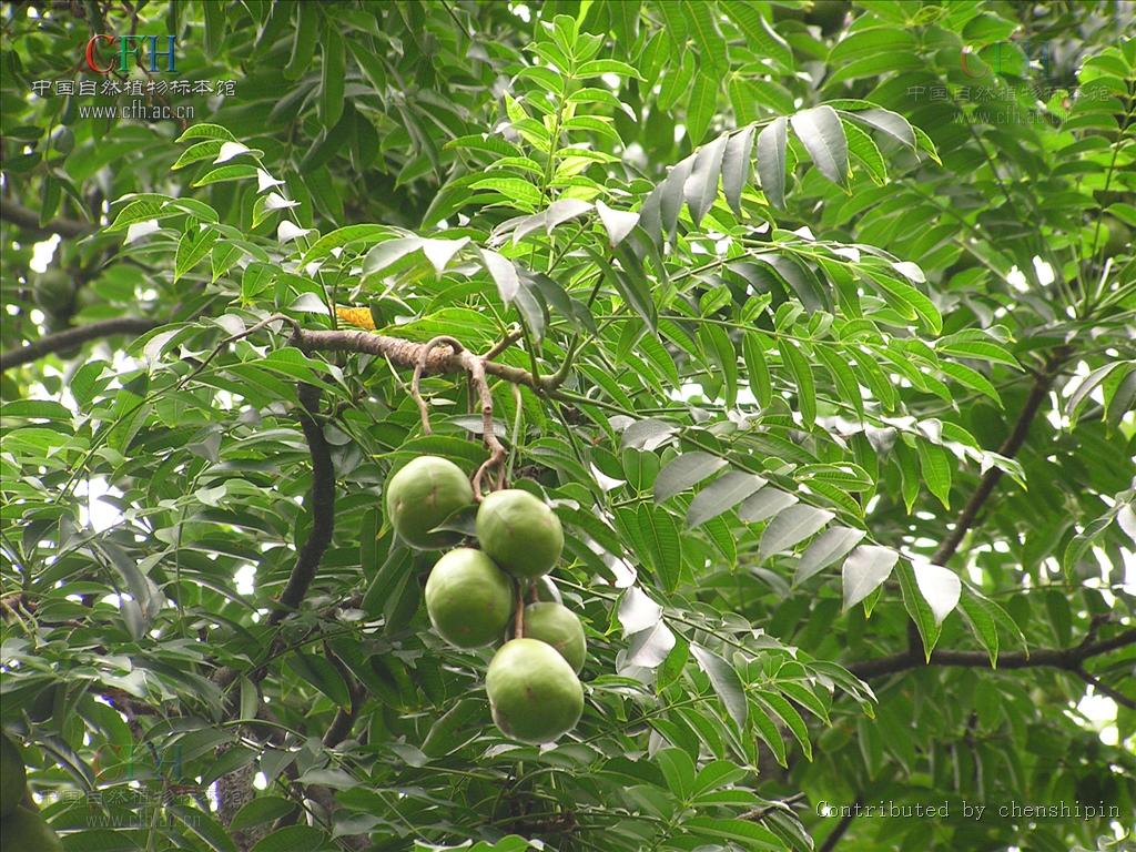 乔木.叶互生,小叶对生或互生.