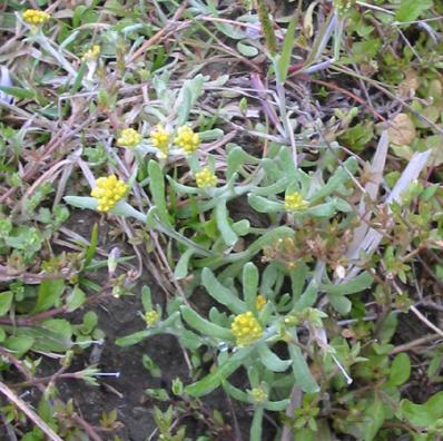 佛耳草,软雀草,黄花白艾,软芡,蒿菜,面蒿,清明菜,水萩,无心,无心