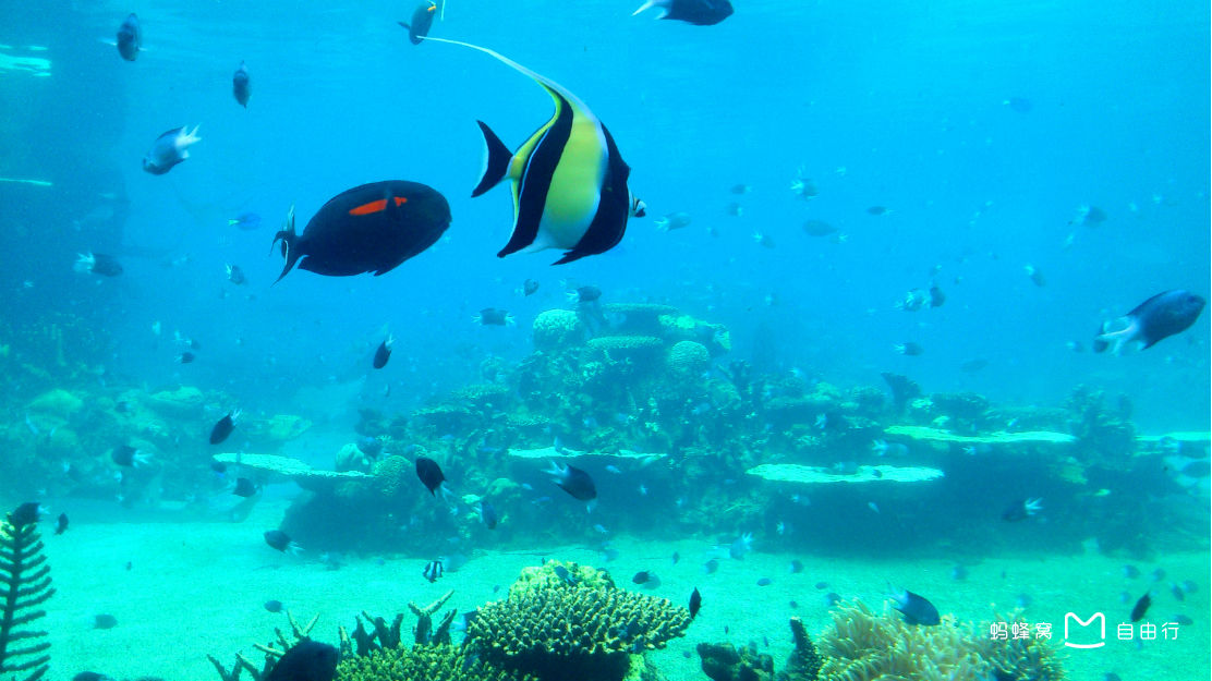  p data-id="go09l2kln0">海洋世界就是以海洋文化,海洋动植物为主题