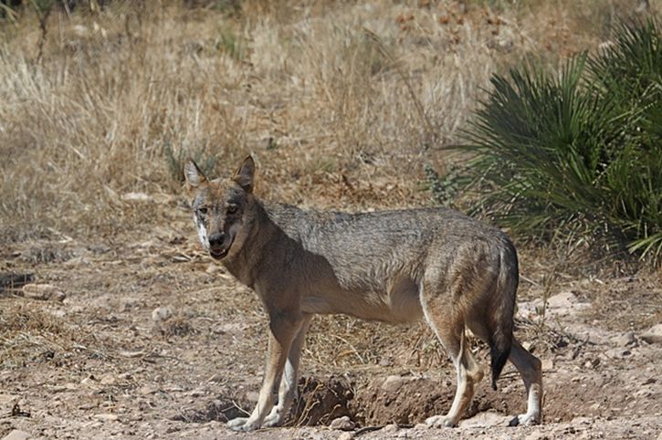  p>东部森林狼(学名:canis lupus lycaon)是灰狼的亚种之一,具有各种