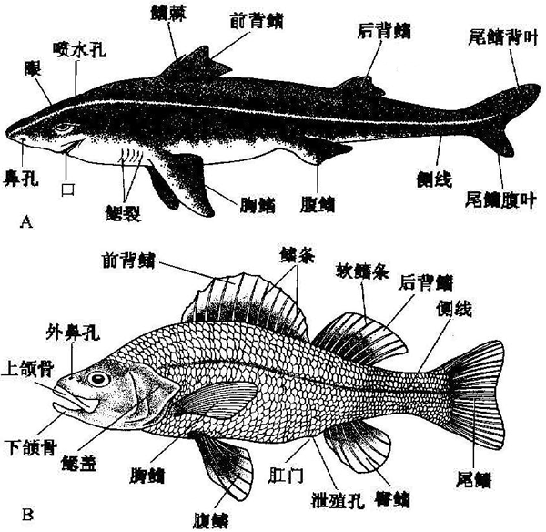  p data-id="gnwvekp7jn">泄殖孔也即 a target="_blank" href="/item