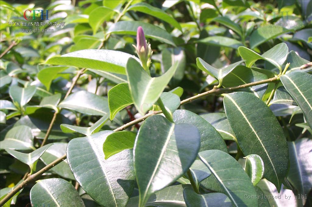  p>桉叶藤属(cryptostegia), a target="_blank" href="/item/萝藦科"