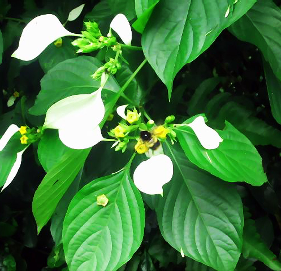  p>甘藤又叫甜藤(《嘉》),感藤.生长在江南的山谷中.