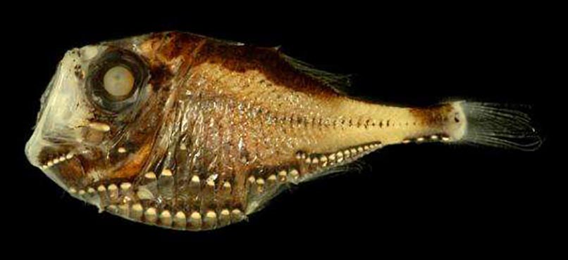  p>烛光鱼是 a href="#" data-lemmaid="1195405">硬骨鱼纲 /a>, a