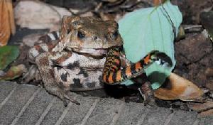  p>蟾蜍吞蛇,是讲重庆市民冉先生意外拍摄到蟾蜍(俗称"癞蛤蟆")吞蛇的