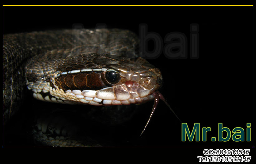  p>短尾蝮(学名: i>gloydius brevicaudus /i>)又称草上飞,地扁蛇