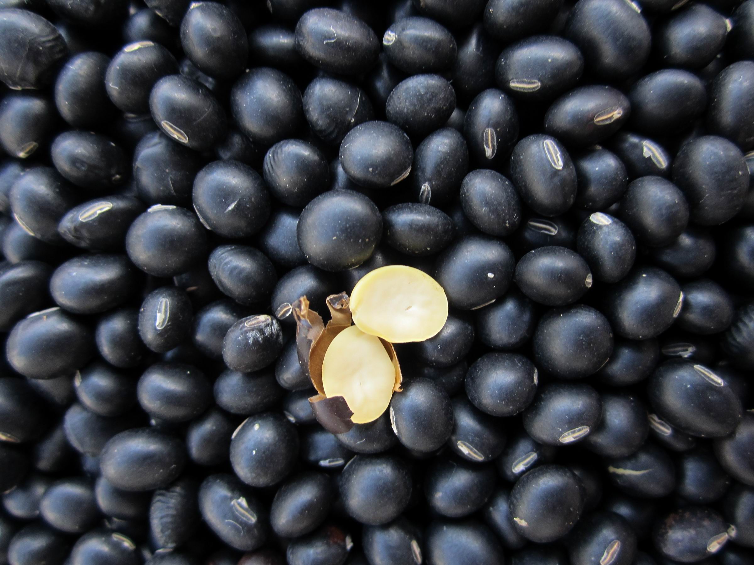  /p> p> a target="_blank" href="/item/黑豆/15229" data-lemmaid="