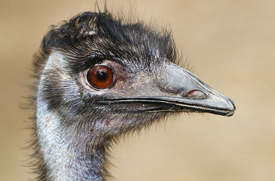  p>鸸鹋 [ér miáo](学名: i>dromaius novaehollandiae /i>),鸟纲