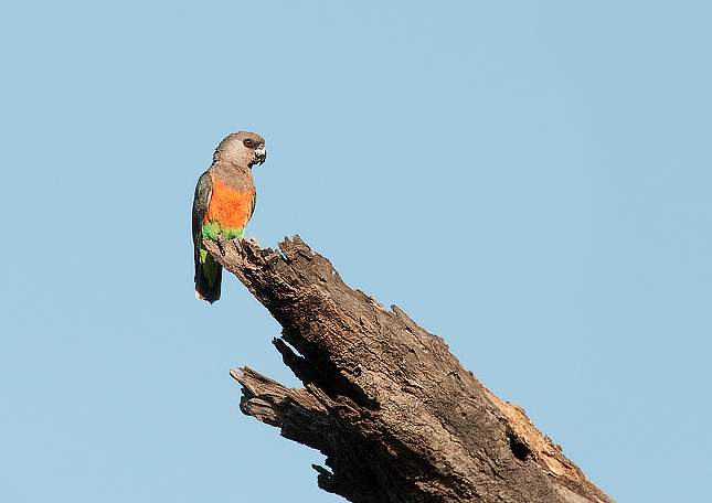  p>红腹鹦鹉(学名: i>poicephalus rufiventris /i>)仅有2个 a href="