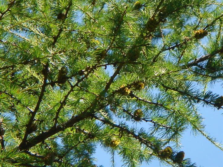  p>黄花落叶松(学名: i>larix olgensis /i> henry)是松科,落叶松属大