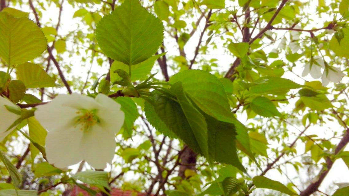 大岛樱是野生樱花的代表,很多园艺品种樱花来源于此,原产地日本,叶子