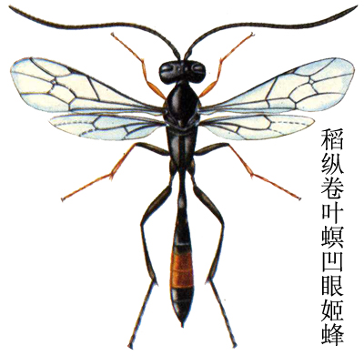 casinaria simillima maheshwary et gupta