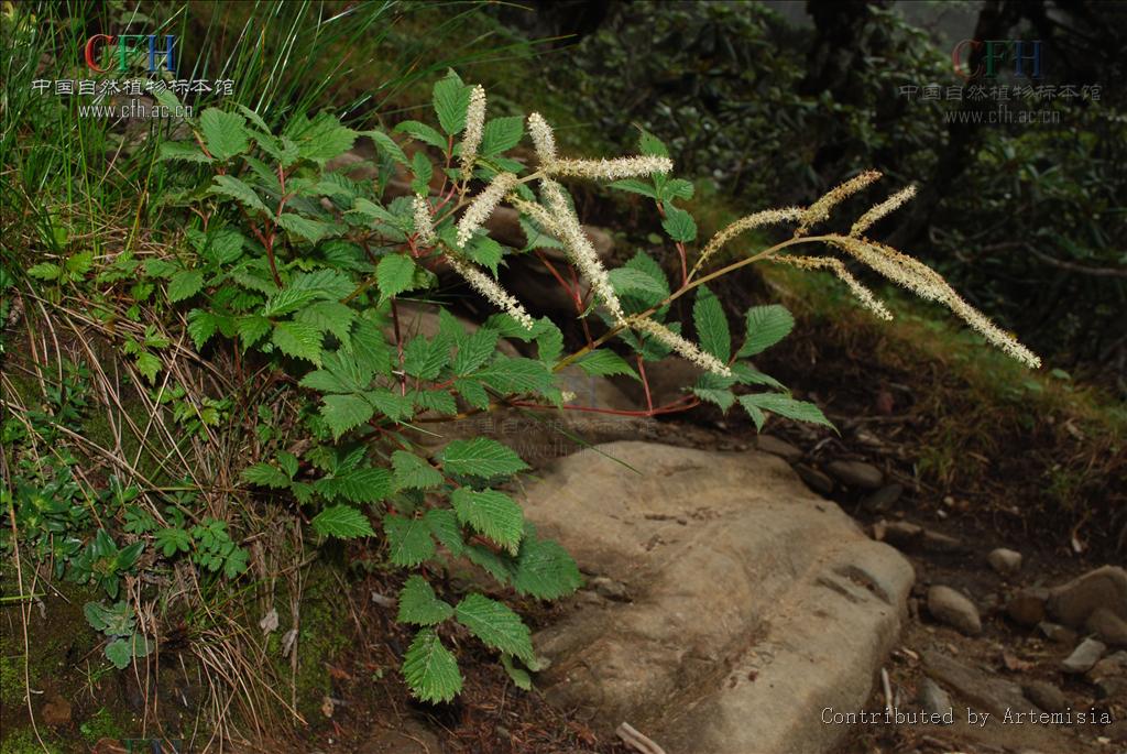 是蔷薇科,假升麻属植物.