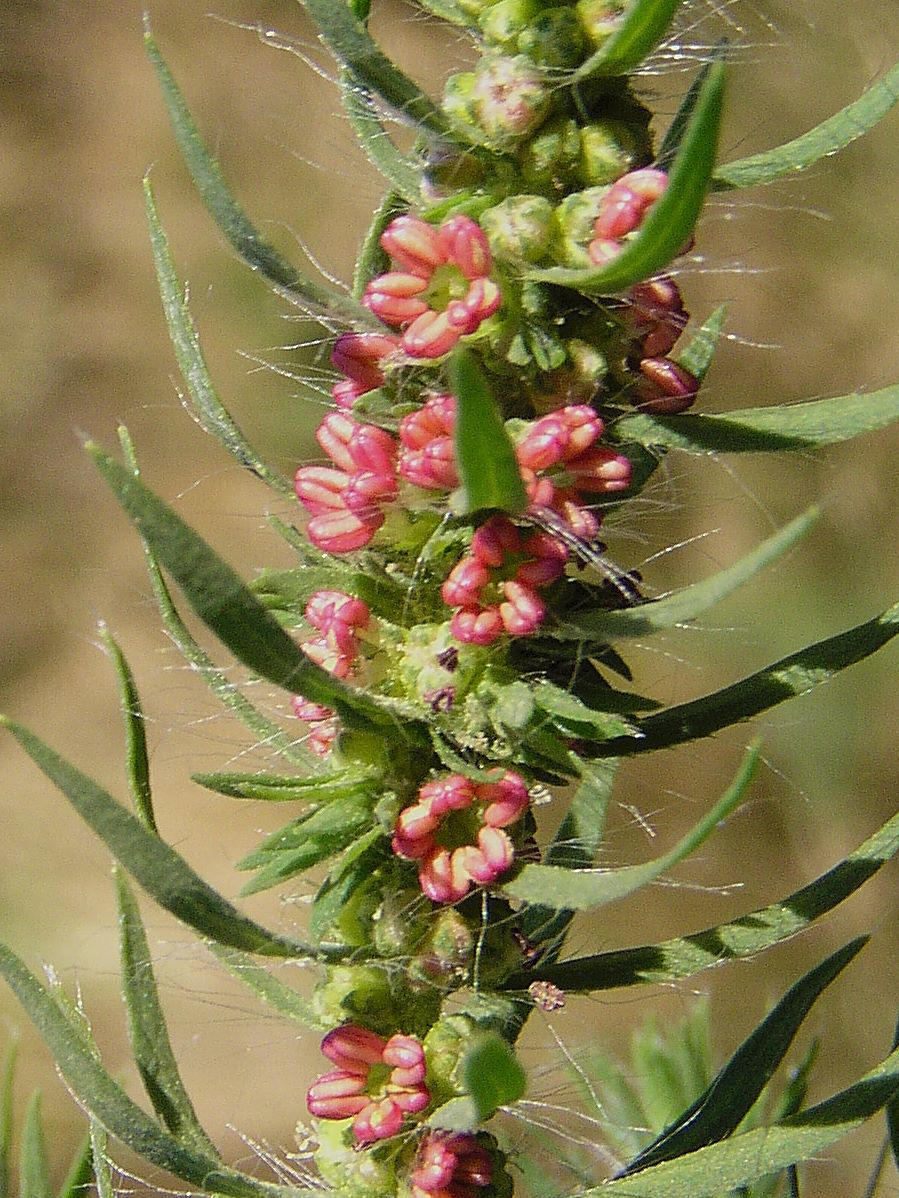 kochia scoparia (l.) schrad.