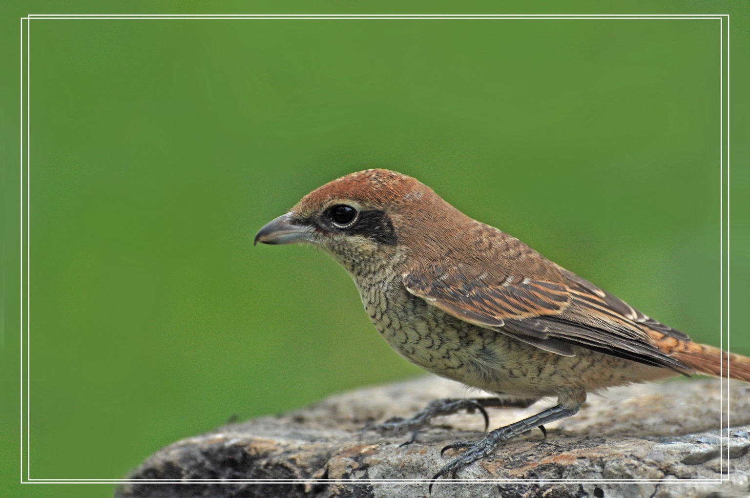  p data-id="gnxahe8r02">"劳燕"代指 a target="_blank" href="/item