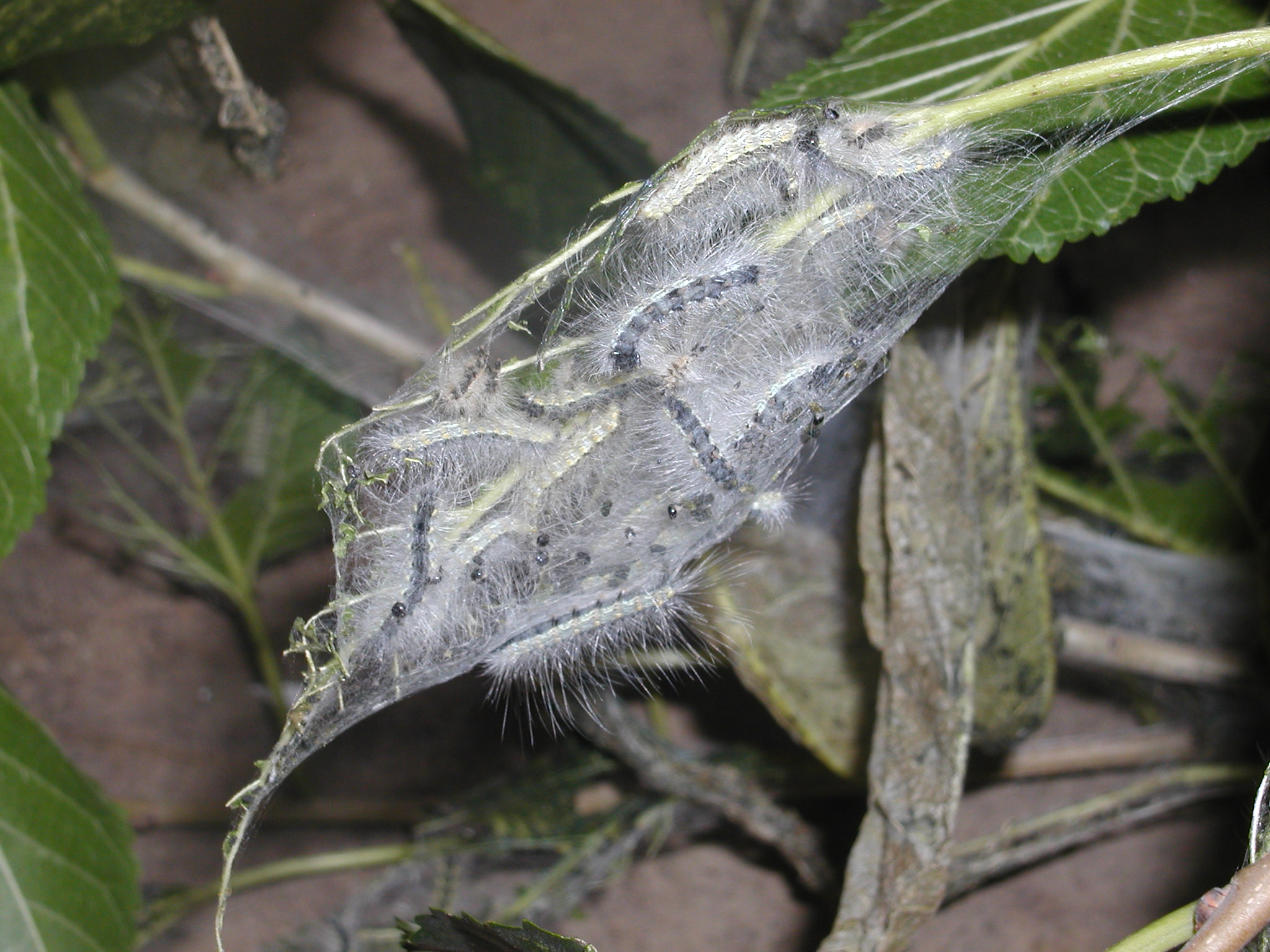  p>鳞翅目燕蛾科中的一种漂亮的 a target="_blank" href="/item/蛾