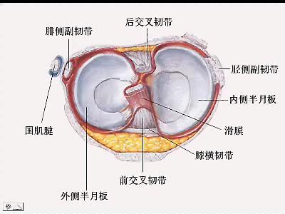 内侧半月板