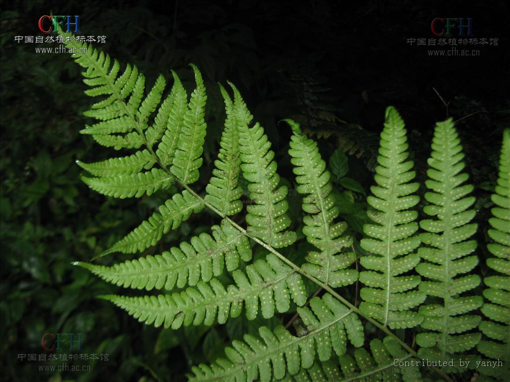  p> a target="_blank" href="/item/峨眉介蕨/6687165" data-lemmaid