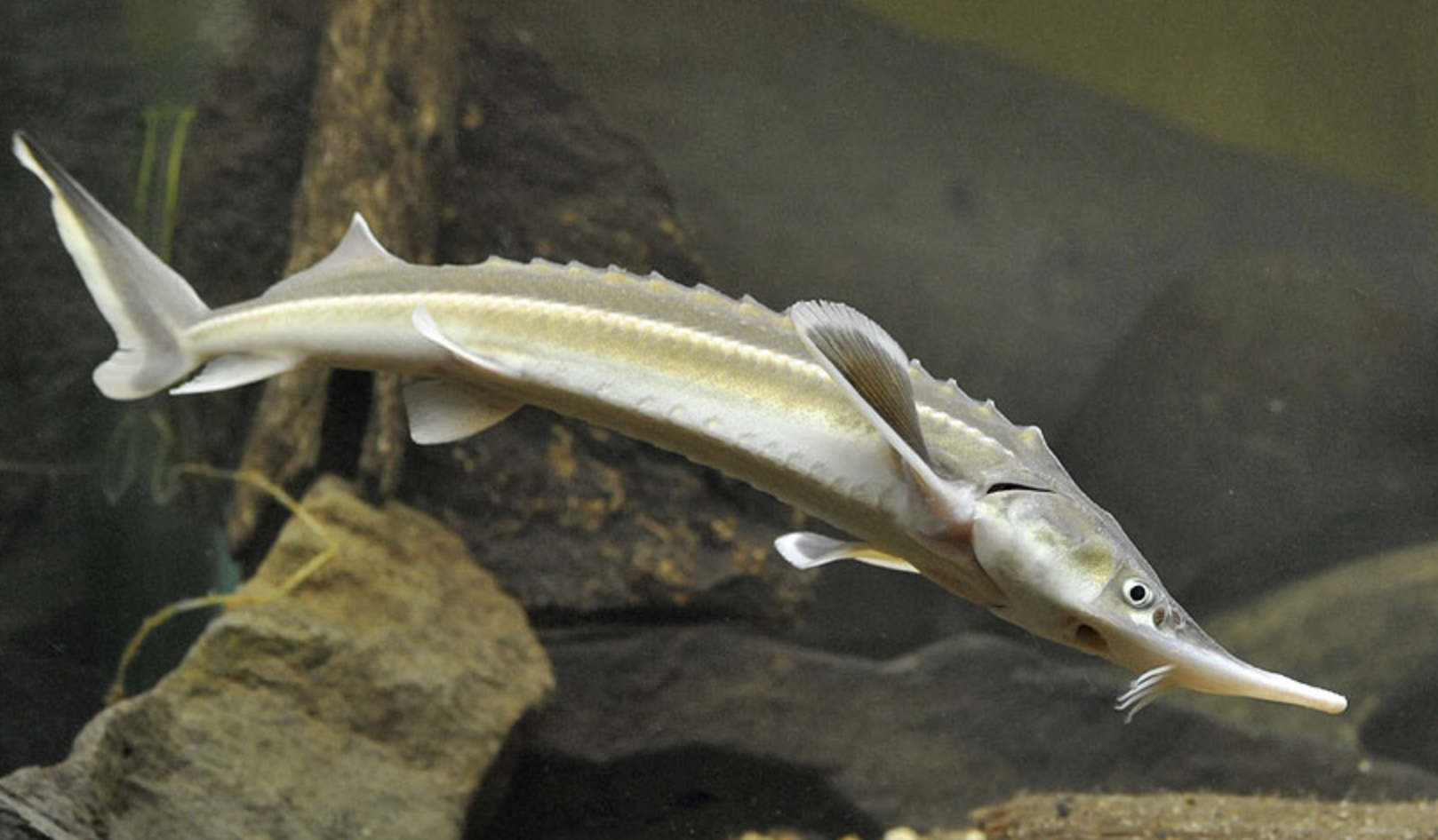  p>小体鲟(学名: i>acipenser ruthenus /i>)是鲟科,鲟属的鱼类.