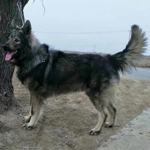  p>狼青犬是一种狼青色的狼犬,在我国分布比较广泛,尤其在北方地区