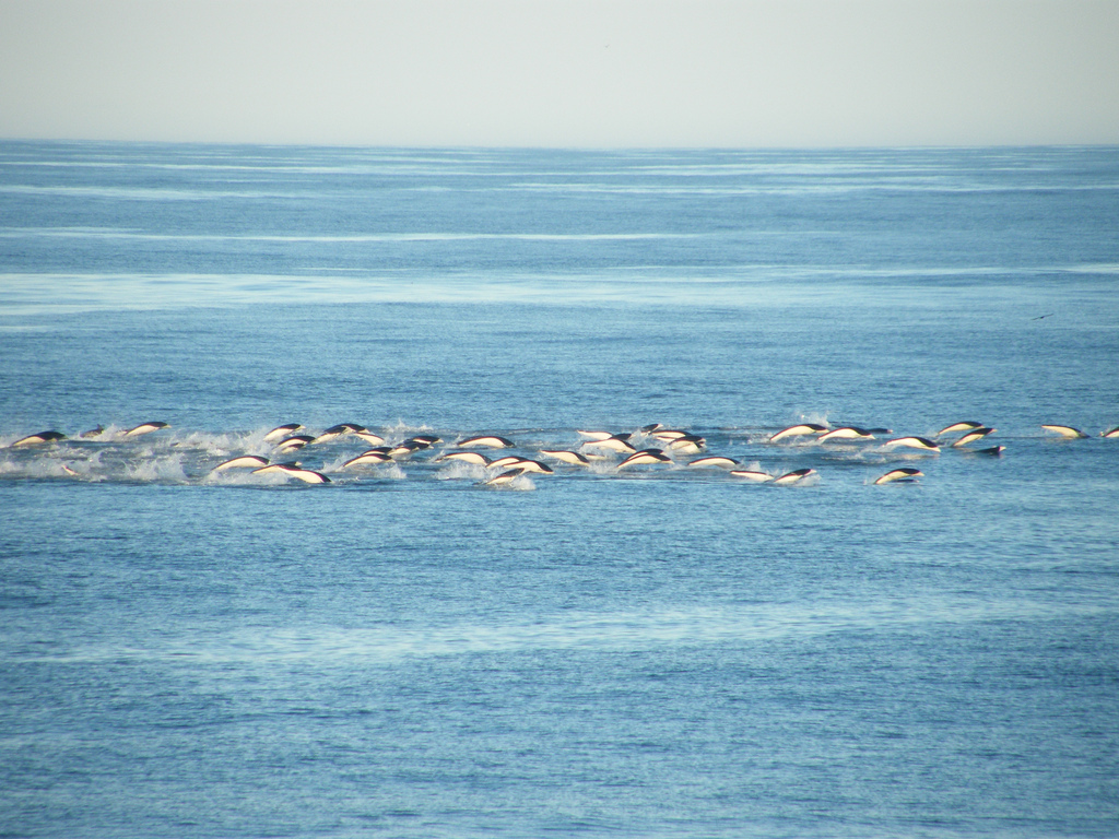 p>南露脊海豚(学名: i>lissodelphis peronii /i>) a target="_blank