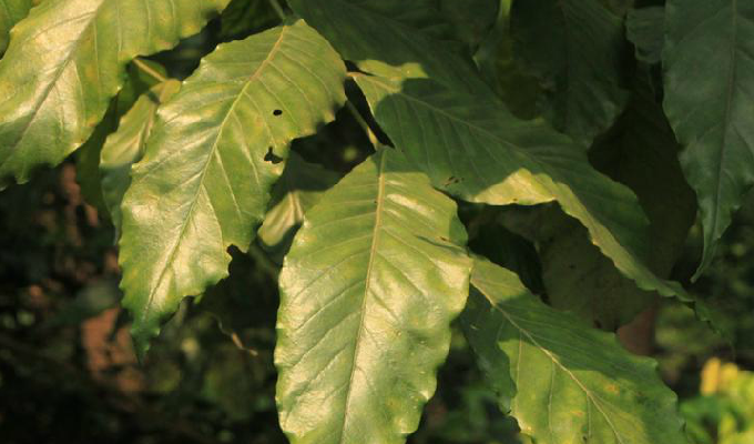  /i>, a target="_blank" href="/item/芸香目">芸香目 /a> a target=