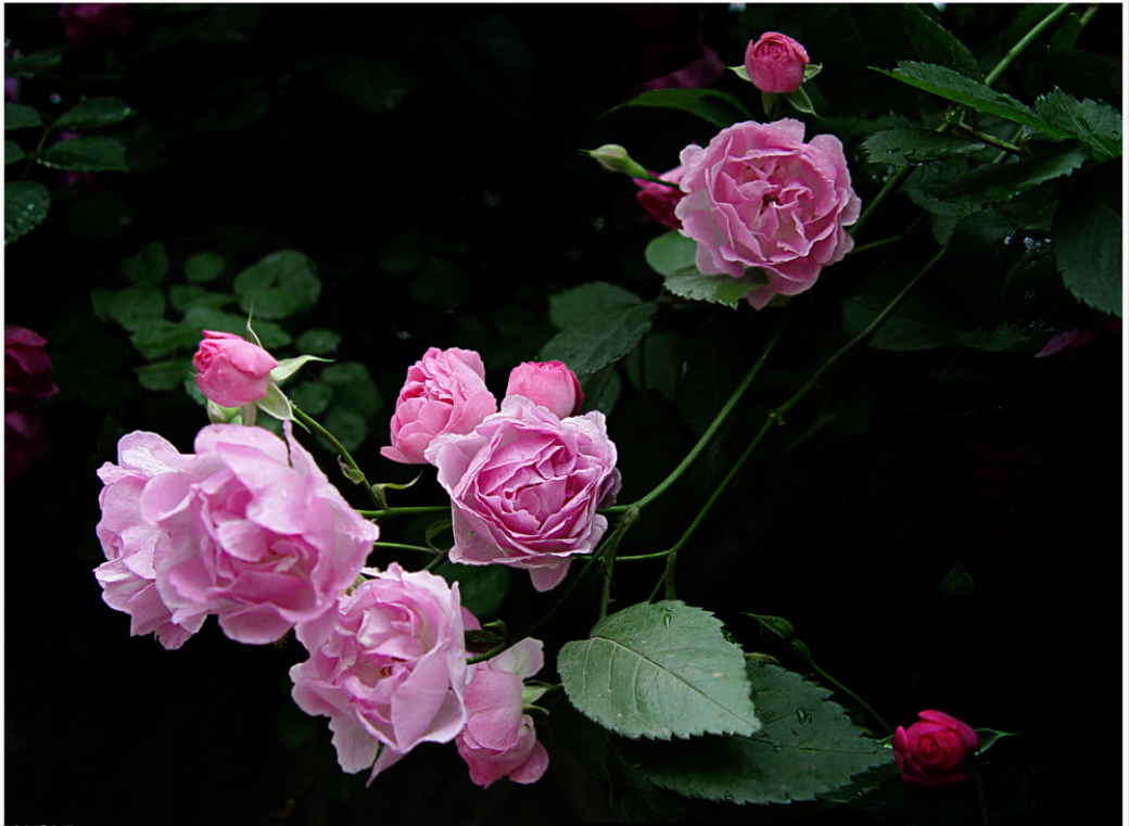  p>刺蔷薇(学名: i>rosa acicularis /i> lindl.