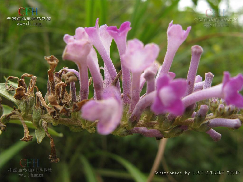  p>羊耳朵叶为 a href="#">马钱科 /a>植物 a href="#">密蒙花 /a>的