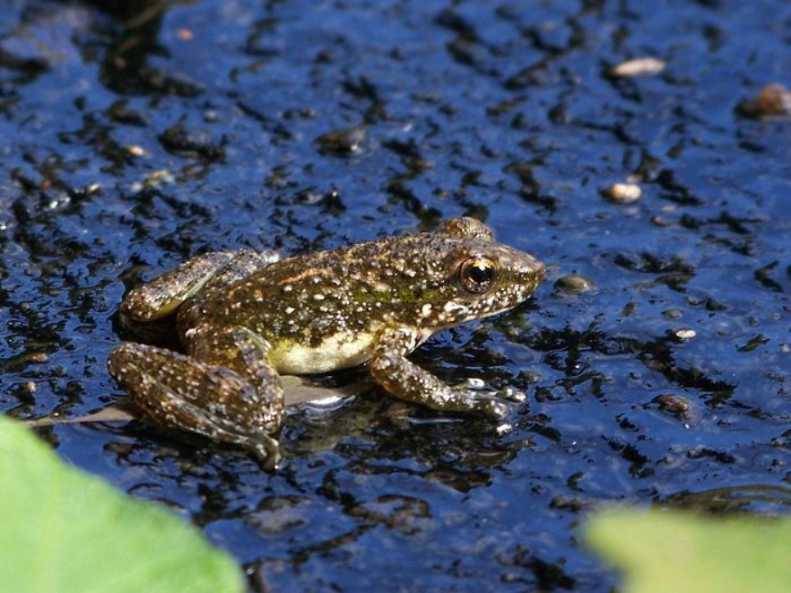  p>崇安湍蛙为无尾目,蛙科,湍蛙属的两栖动物.