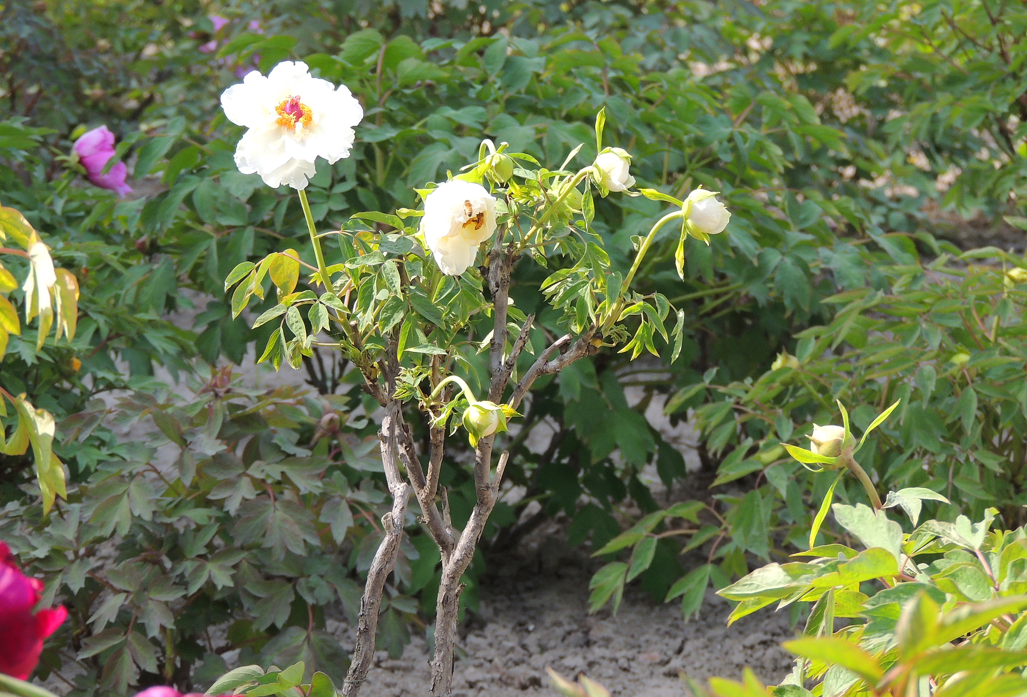 便仓枯枝牡丹园