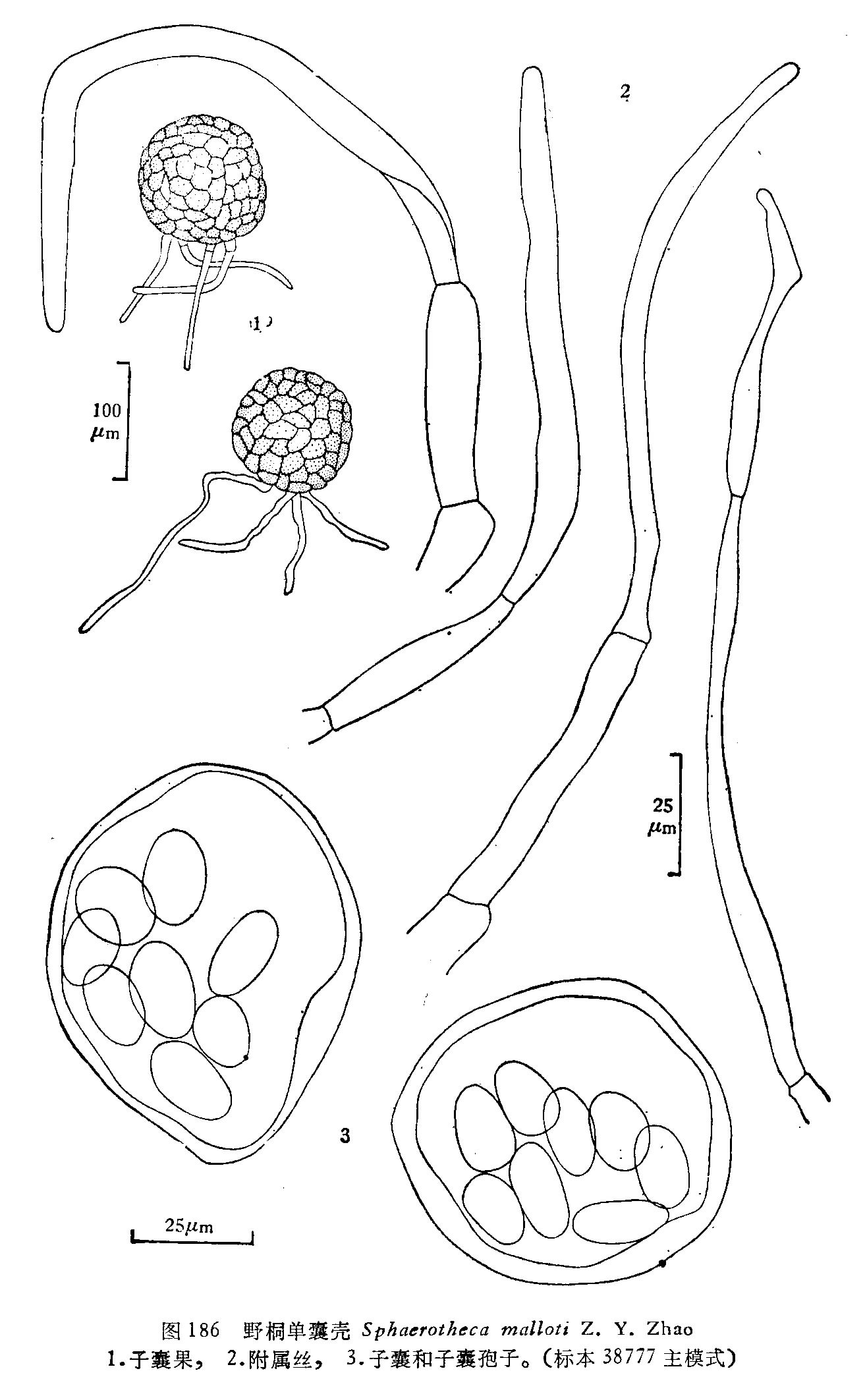 野桐单囊壳