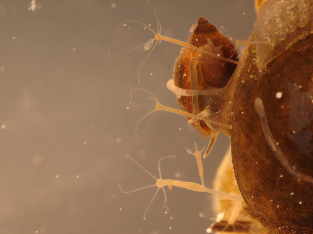 特别是水螅类的水螅型中,相当于生殖体的部分,如水母芽,*子囊等独立的