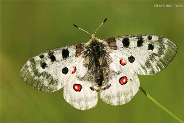  p>绢蝶科是国产蝶类各科中最为珍贵的蝶类 ,它以其自身的美丽婀娜而