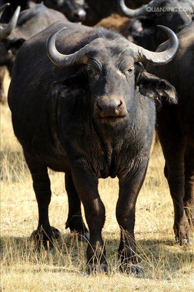  p>水牛(学名:bubalus bubalus,英文名称:asian buffalo)也叫印度水牛