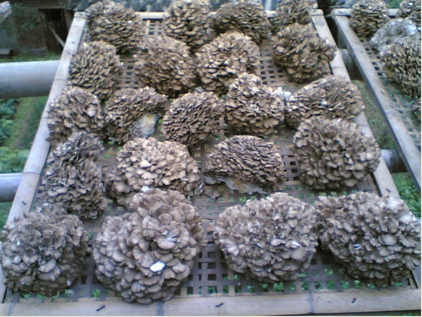 grifola gigantea (pers.) piat.