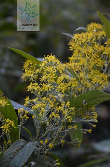  p>密花合耳菊(学名:synotis cappa)是菊科合耳菊属的植物.