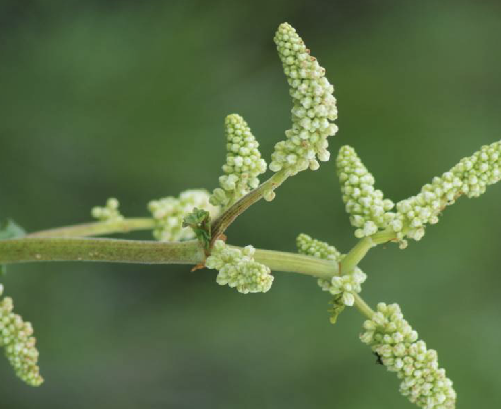  p>鸡爪大黄(学名: i>rheum tanguticum /i> maxim.