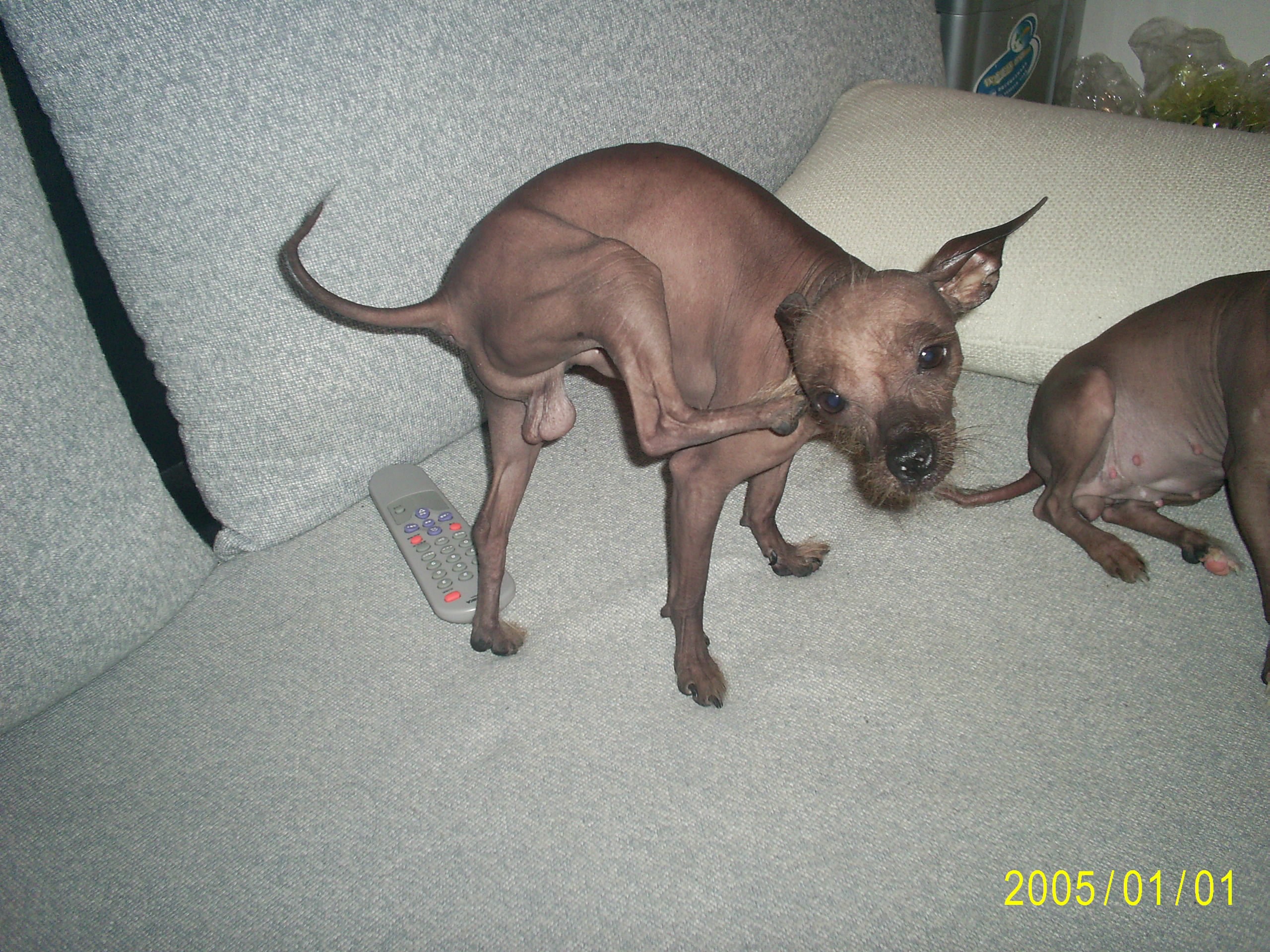  p>墨西哥无毛犬是世界上最早期的犬类之一,曾被作为暖床狗和宠物