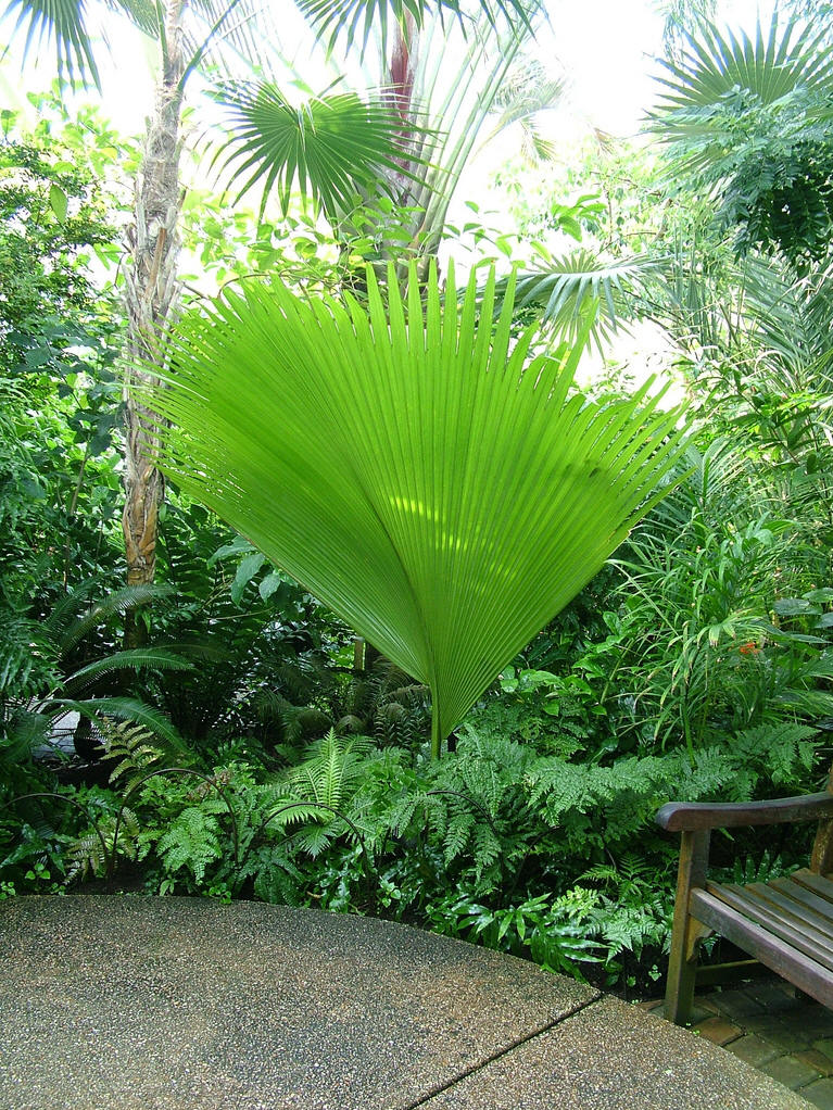 是棕榈科,糖棕属植株粗壮高大,乔木状植物.