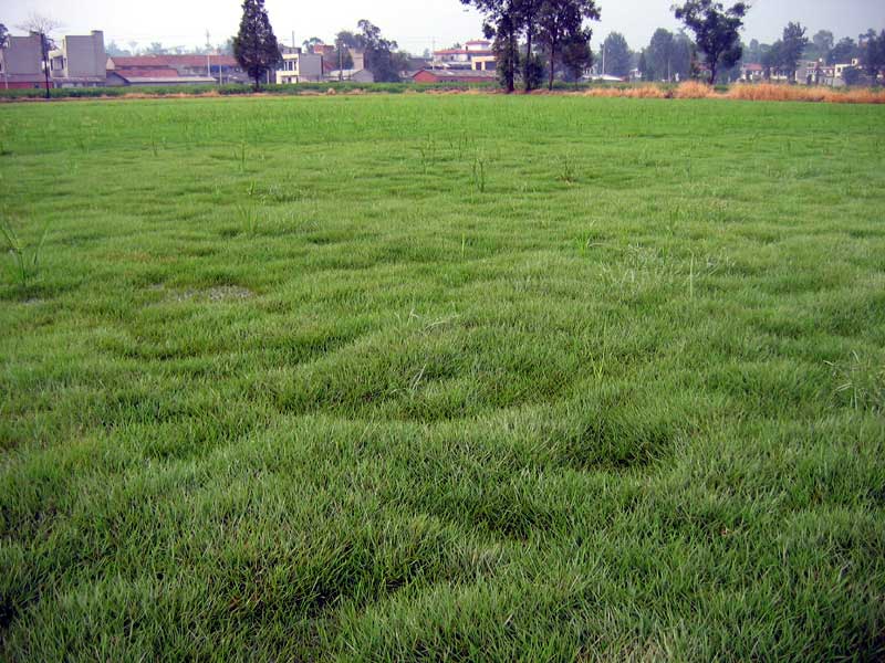  p>碱茅(学名: i>puccinellia distans /i> (l. ) parl.